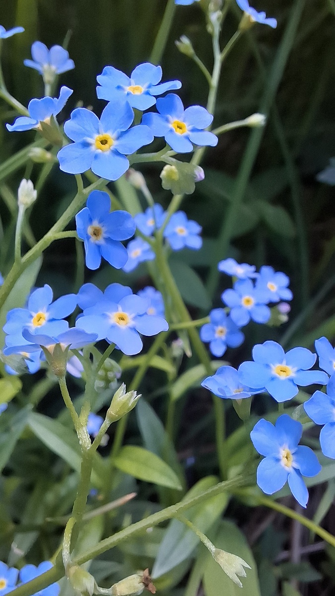 Фото горных цветочков для обложки
