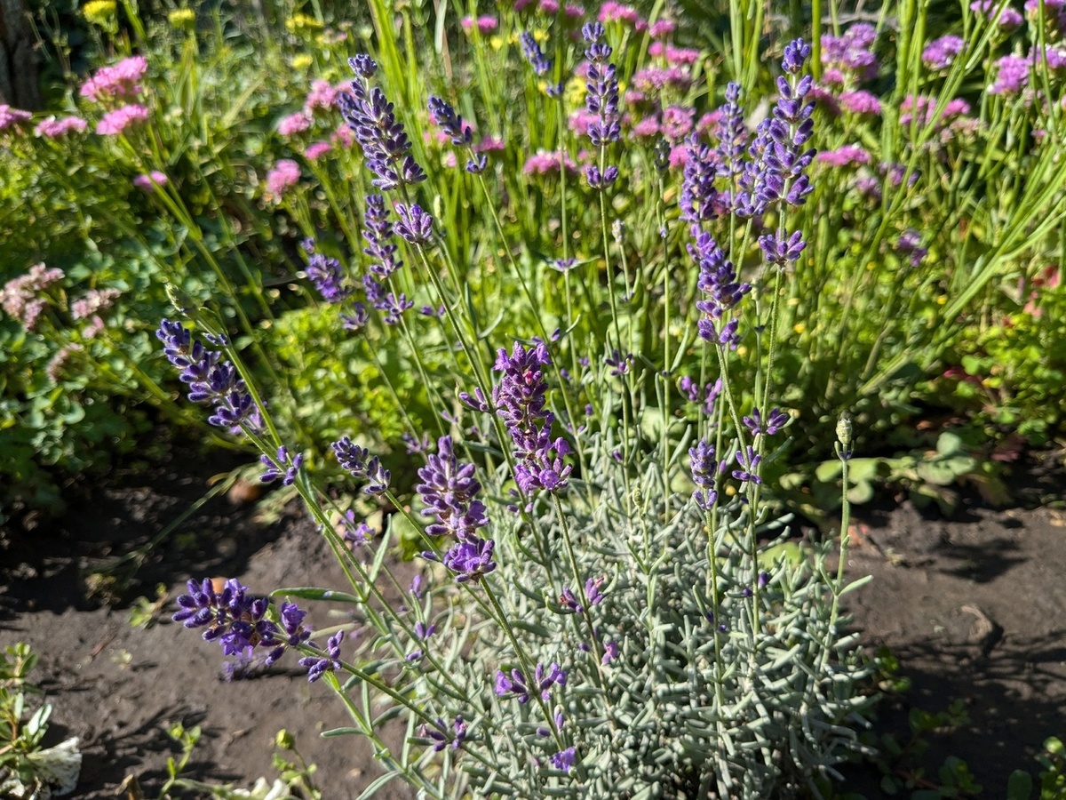 Вот такая лаванда