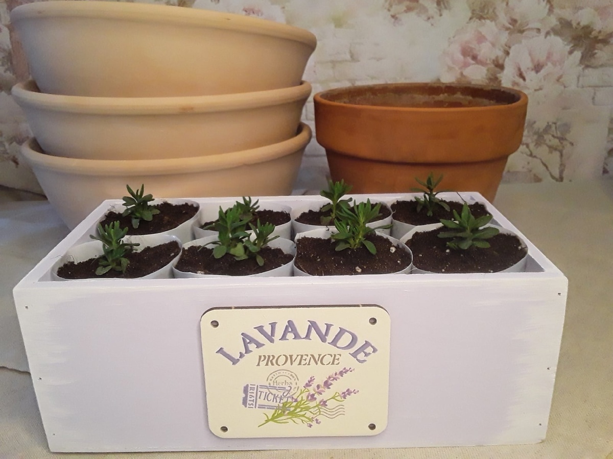 Сеянцы лаванды