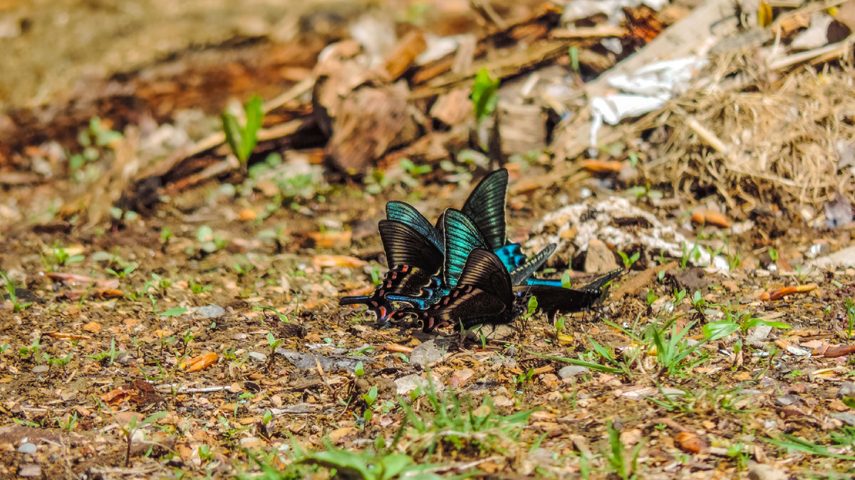 Парусник Маака