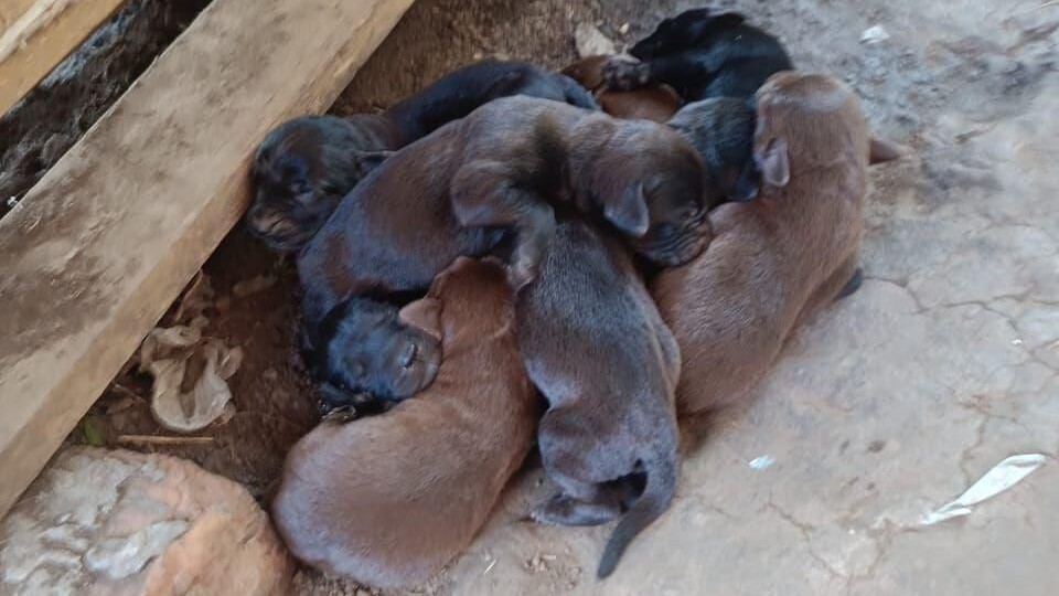 Отдаются щенки Лабрадора Новосибирск