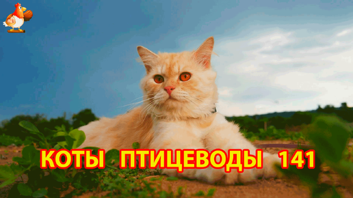 Пушистые коты птицеводы Айс и Ася (серия 141) 🪿🦆🐓 Котик отдыхает без птенцов 🐥🐤😹