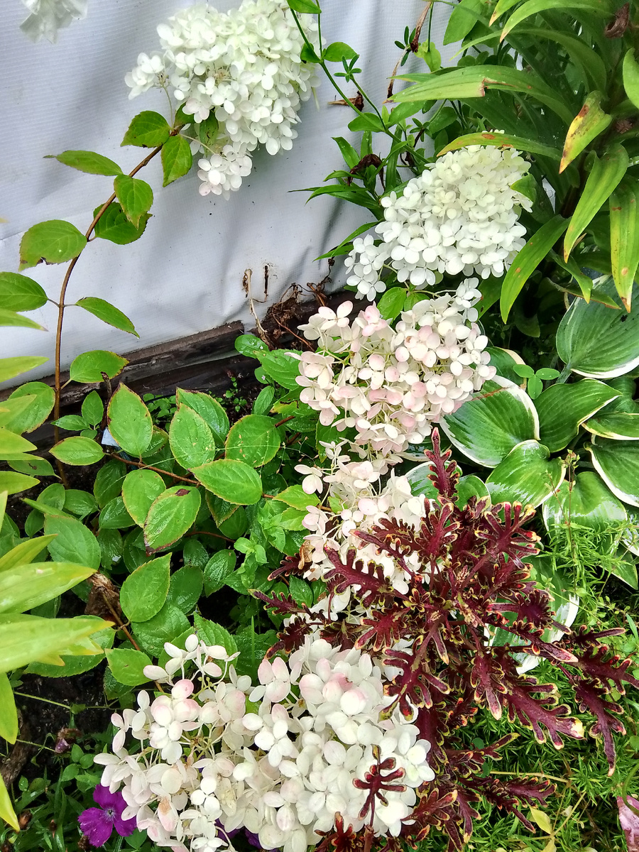 Тут у меня ещё и крокус, очень красивый контраст белого, зелёного и красного. А маленький фиолетовый  цветок это многолетняя гвоздика