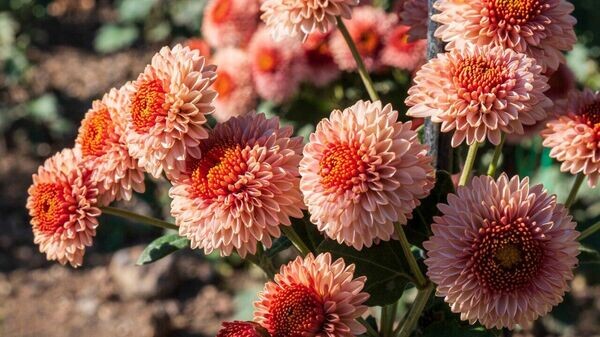    © Виктор Филипчук