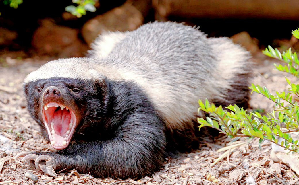 Лат. Mellivora capensis, фото: artfile.ru
