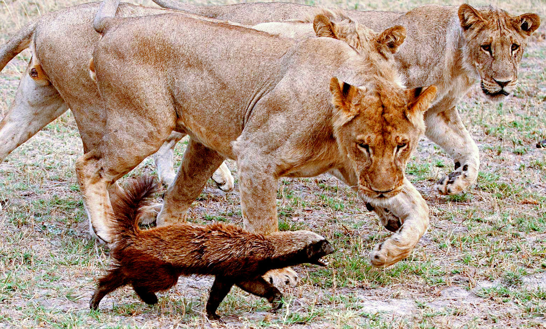 Снимок: animaljournal.ru