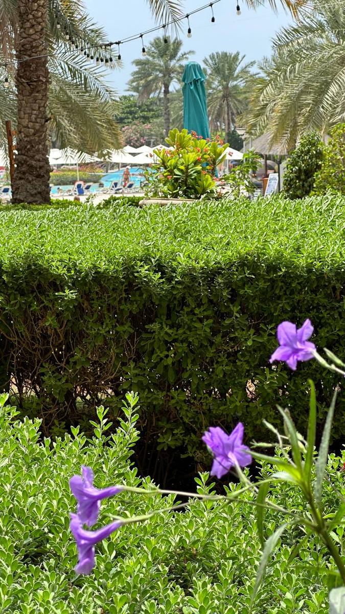 Фото принадлежат блогу "От Сочи до Мальдив", Fujairah Rotana Resort & Spa 5* в ОАЭ (Фуджейра, Арабские Эмираты)