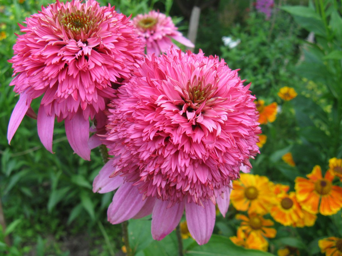    Красотка-эхинацея 'Razzmatazz'