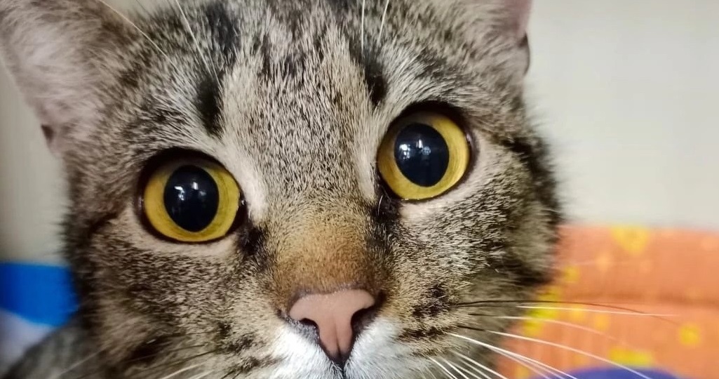 Долгое счастье для несчастной Анеллы.