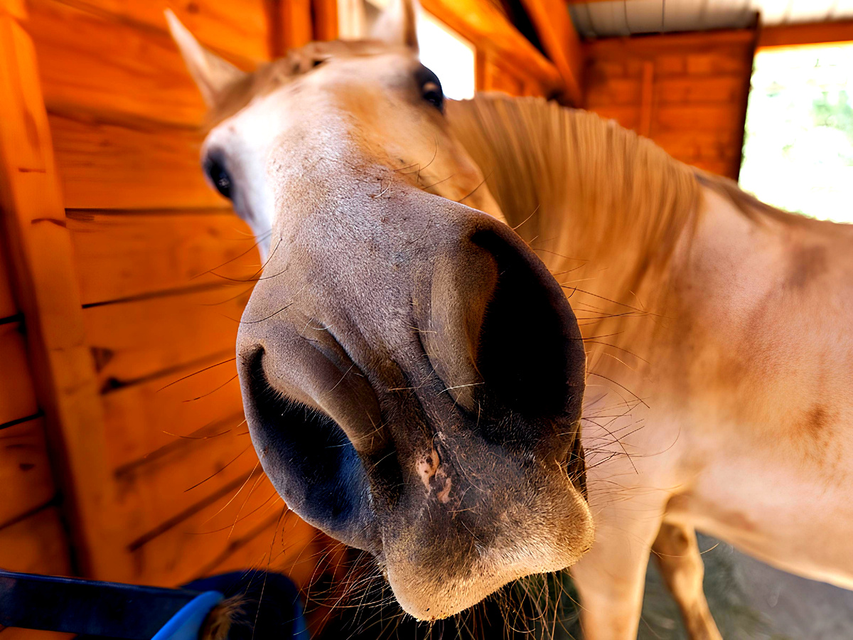 🐴 Улыбаемся и пашем!