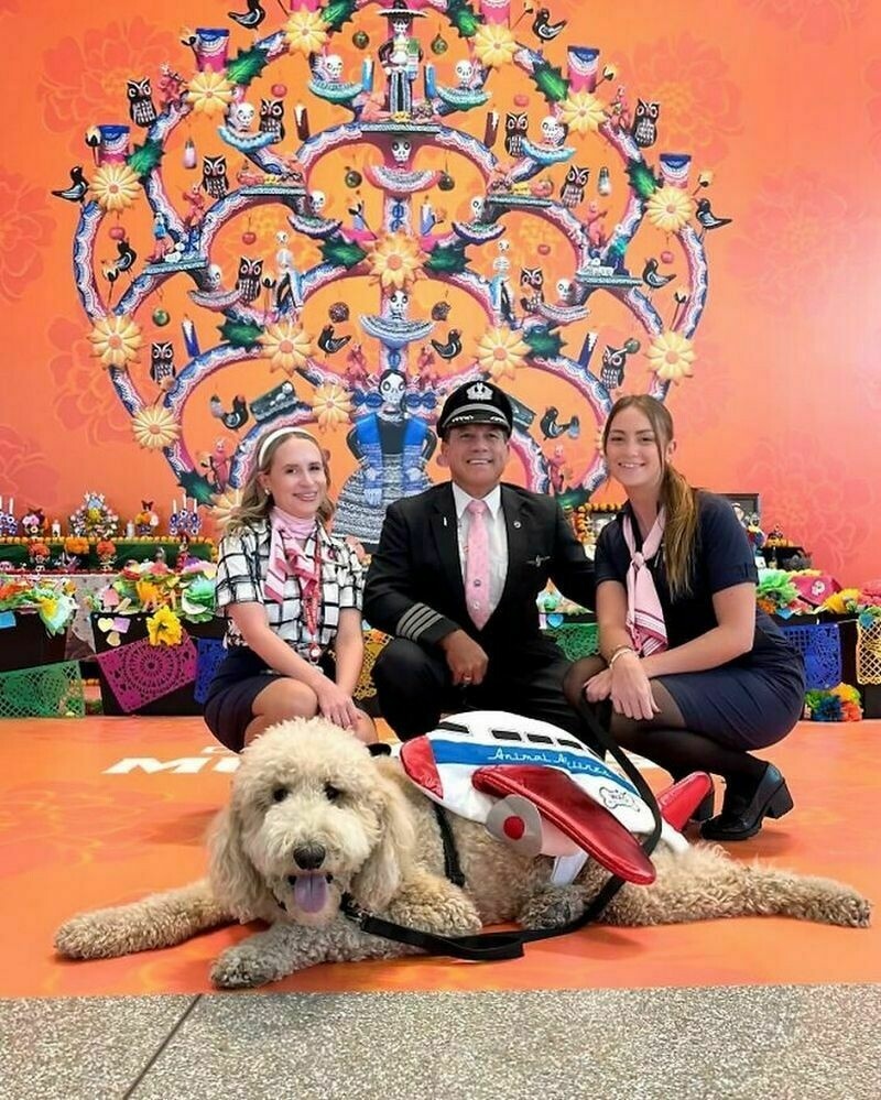    16 фото милейших зоотерапевтов, которые работают в аэропортах