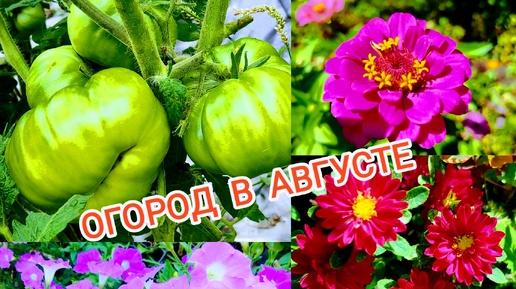 АВГУСТ! ЖАРА! ПРО ТОМАТЫ! Эти сорта больше не посажу! Цветы и гортензии радуют! Заготовка трав продолжается!