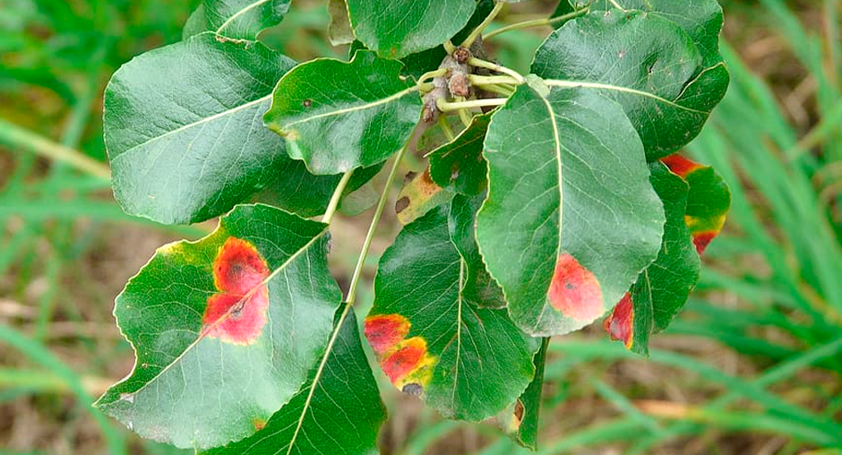 Ржавчина на листьях