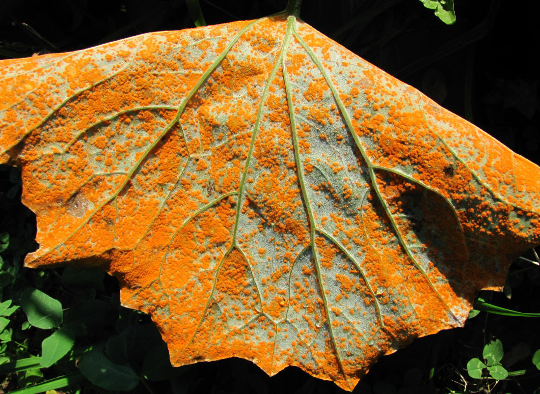 Лист поражённый ржавчинным грибом