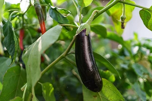    Как ускорить созревание баклажанов?