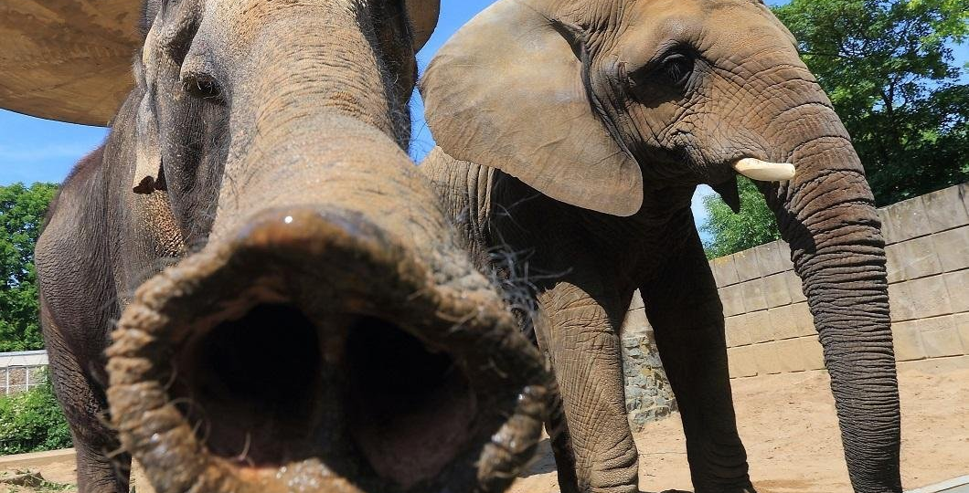 Какие животные самые большие на планете: в океане, на суше и под землёй