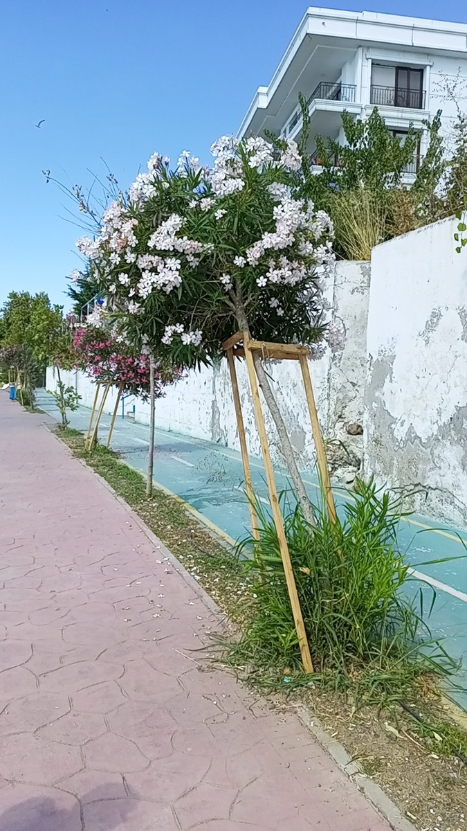 Вот такая растёт красота 