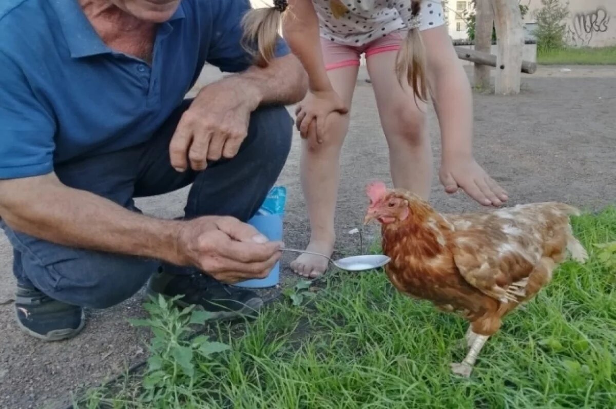    Рыжую курицу Татьяну Викторовну многие в Зеленогорске знали и любили.