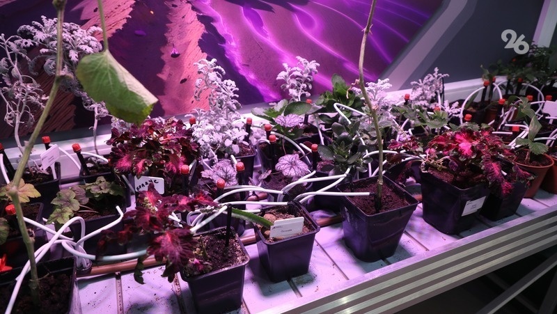    Микрозелень Фото: ИА «Победа26»