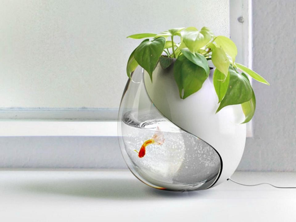 Источник: thejoyofplants.co.uk
