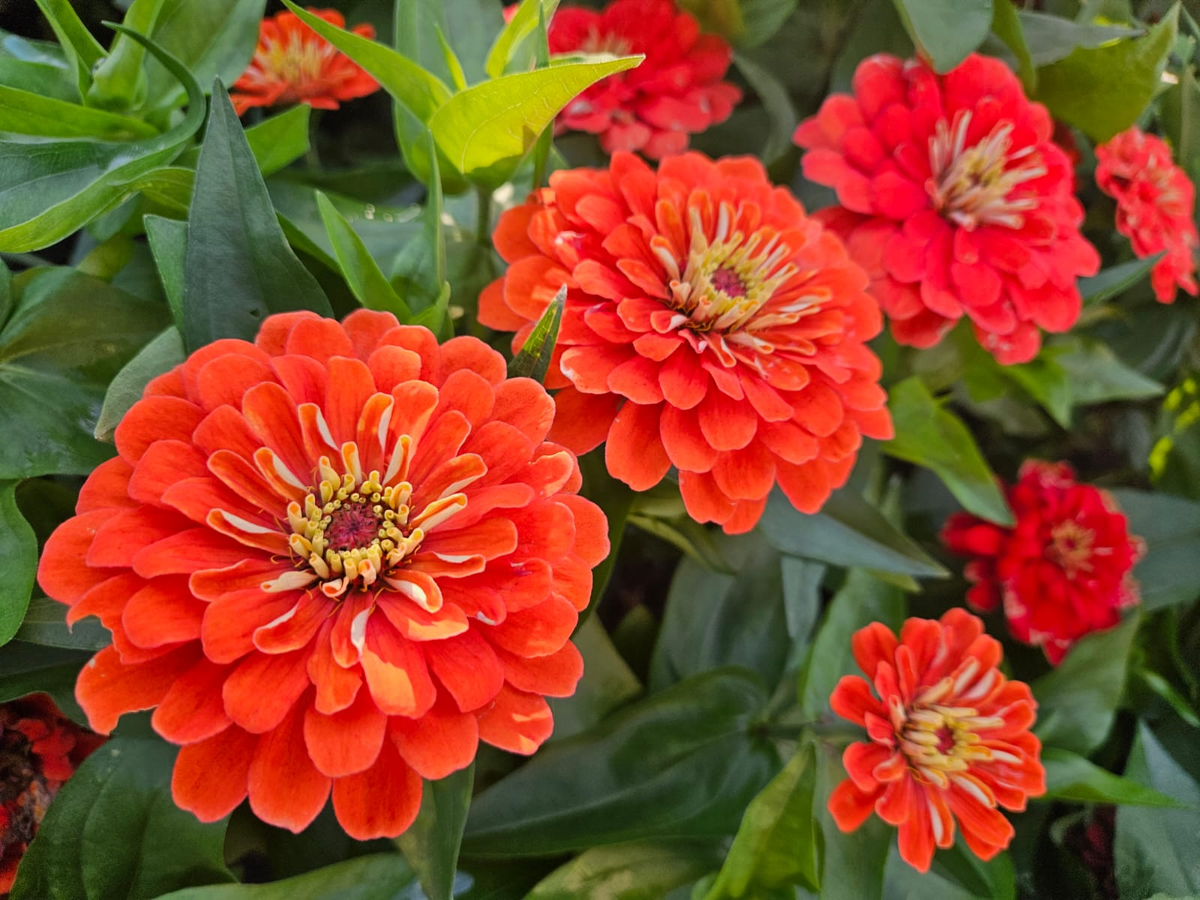 Начнём с красивых фотографий моего сада