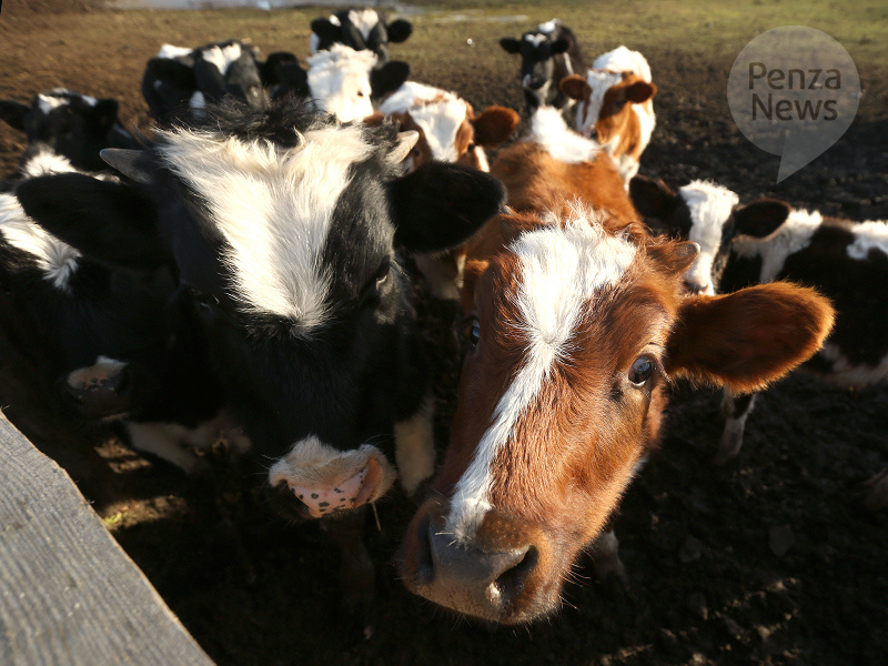    © Фото из архива ИА «PenzaNews»