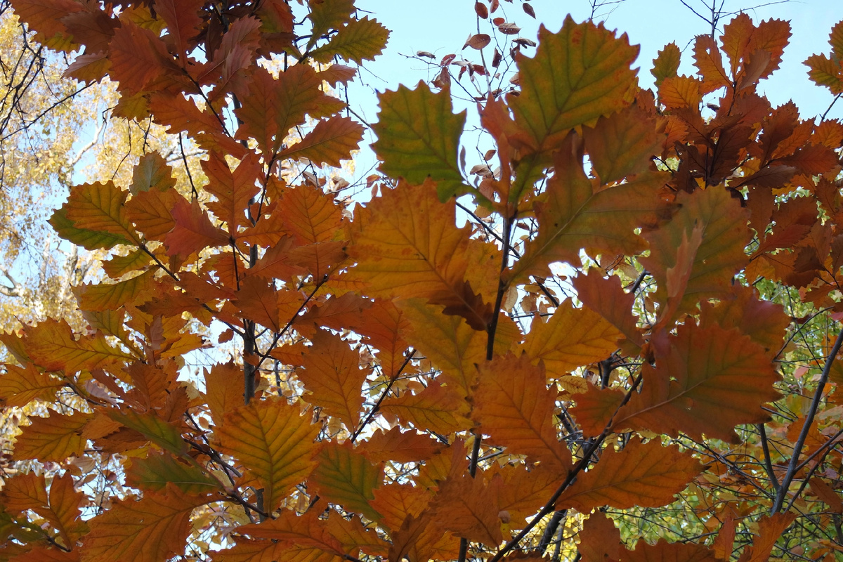 монгольский дуб