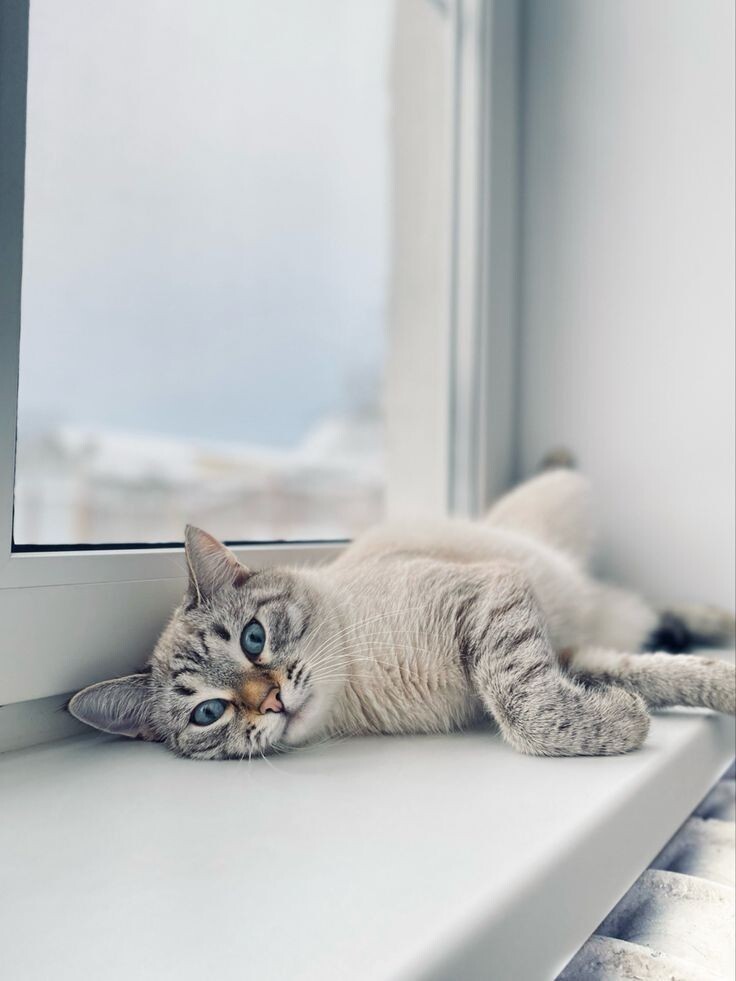 Котик отдыхает после плодотворной работы