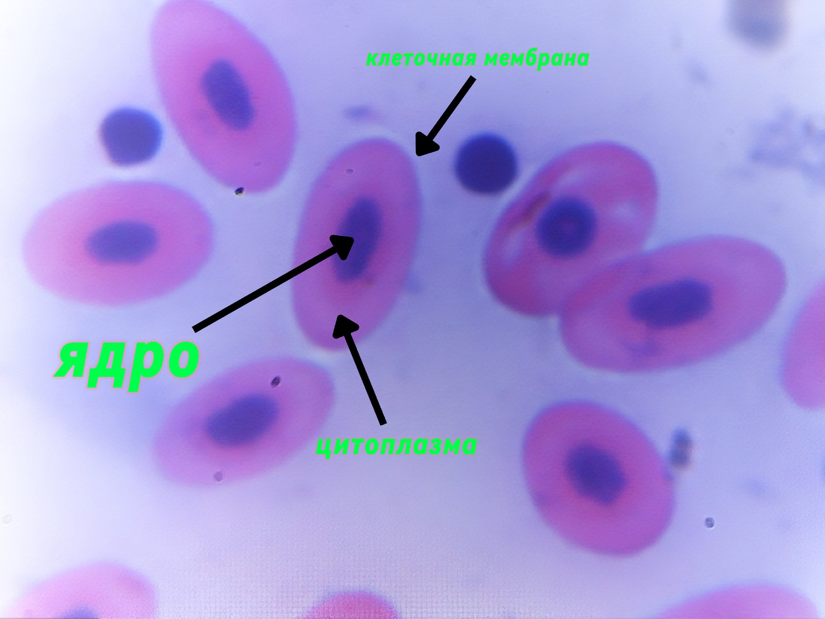 Кровь лягушки под микроскопом. Увеличение: x1000 раз
