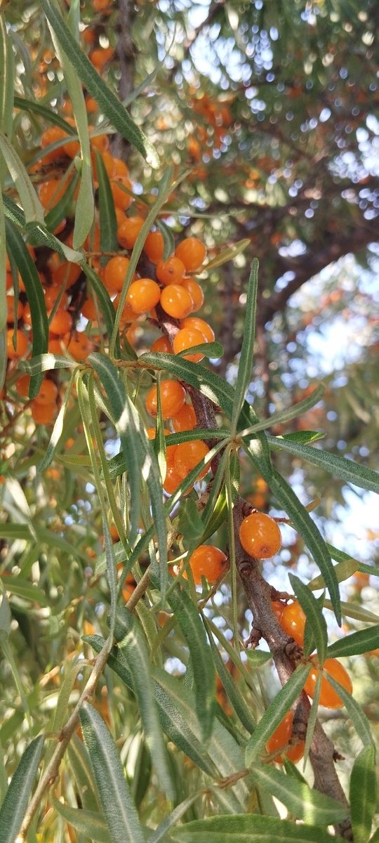 Нашли дерево облепиховое, но уж очень кислые ягодки