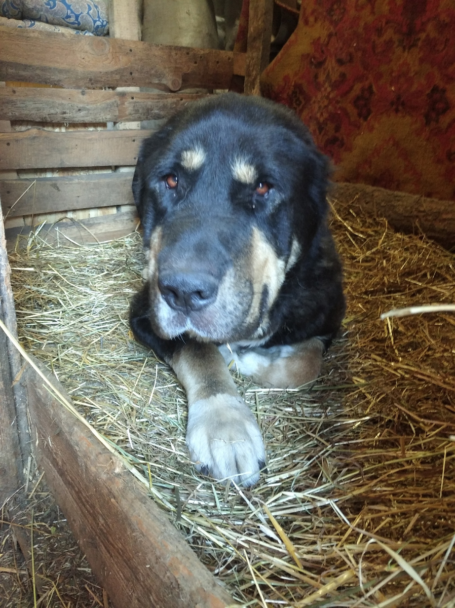 Харон оборудовал себе место в щенят нике, соломы натащил из кучки