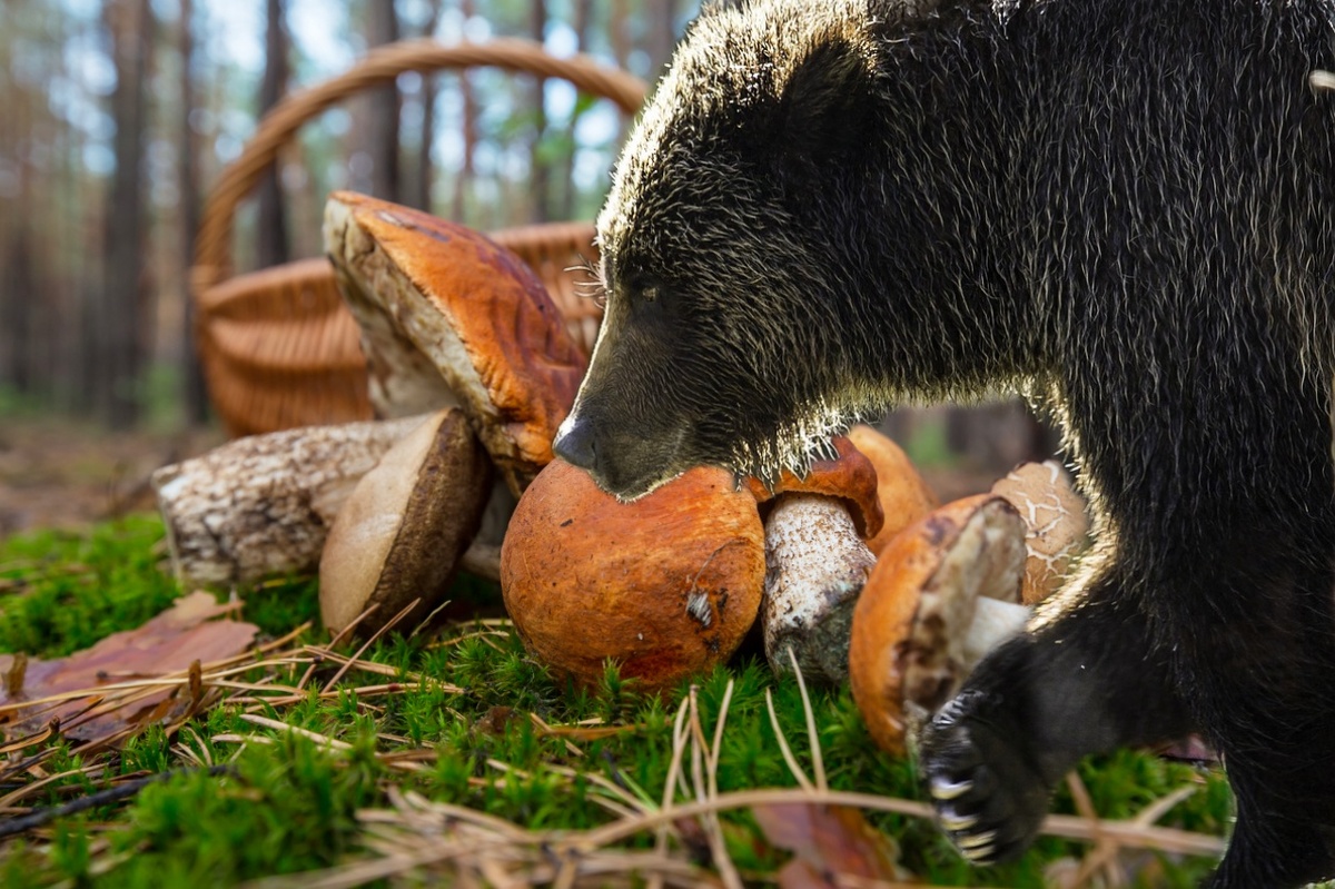 Бурые медведи тоже кушают грибы, пусть и не часто. В приоритете у косолапых рыба, ягоды, кедровый орех.