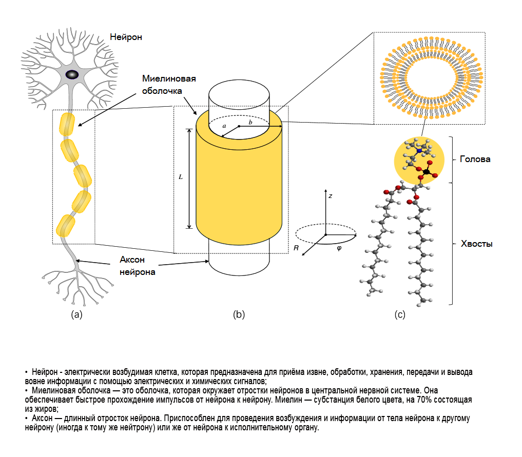 Промежутки между сегментами миелиновой оболочки (a) достаточно малы, чтобы рассматривать весь покрытый миелином аксон как цилиндр (b) с радиусом аксона как 𝑎, радиусом всего цилиндра как 𝑏 и толщиной миелиновой оболочки как 𝑑= 𝑏−𝑎. Длина цилиндра обозначается 𝐿. (c) Молекулы фосфолипидов в миелине имеют хвосты с большим количеством углерод-водородных связей. Источник: Liu et al. / Physical Review E, 2024 (иллюстрация снабжена собственными русскоязычными пояснениями)