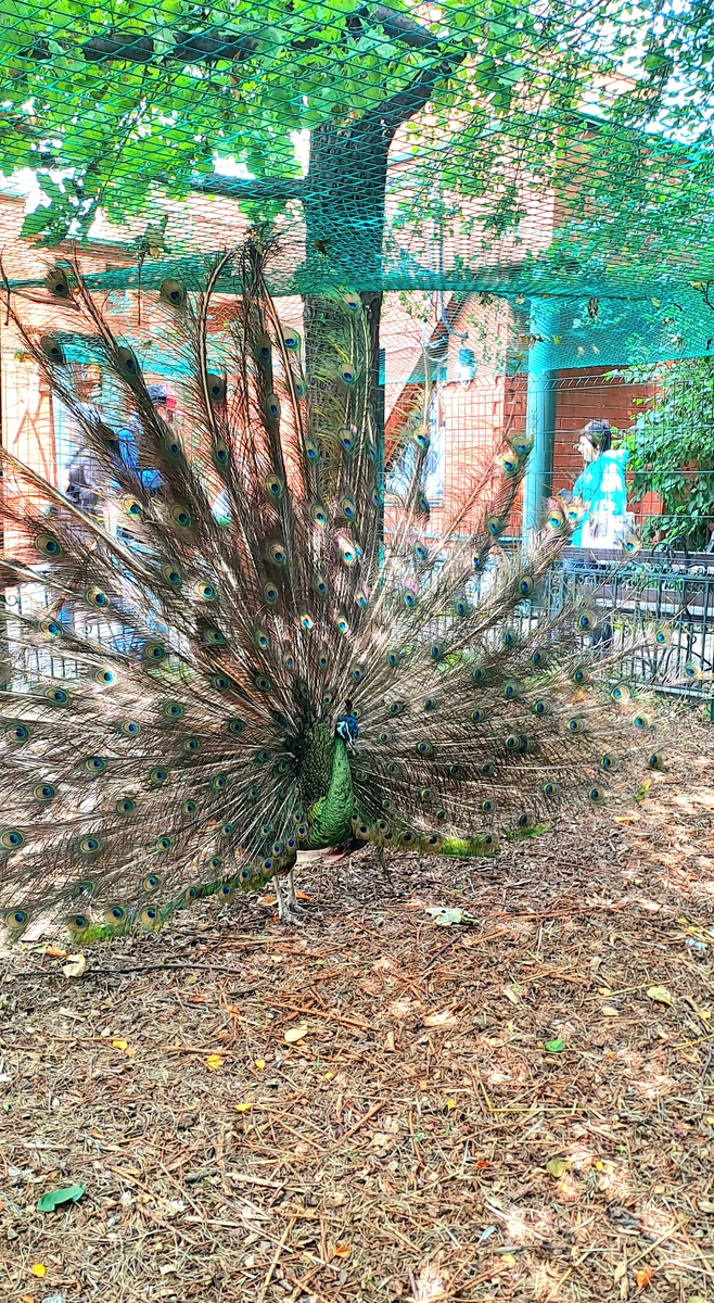 Павлин раскрыл свой хвост- хоть в этом зоопарке с этим повезло😆(фото автора)