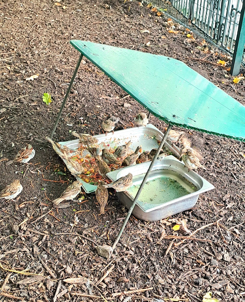 Воробушки обедают у павлинов😄 (фото автора)