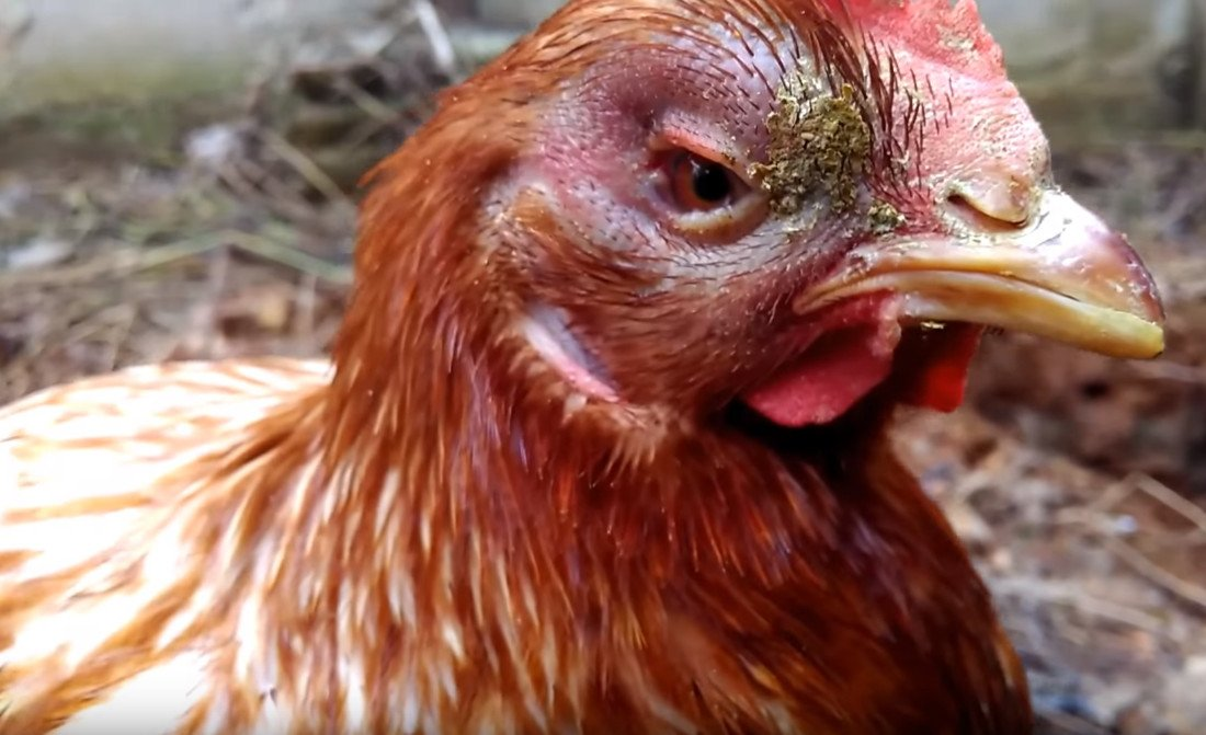 Грипп фото с сайта mrbogatovskiy.ru