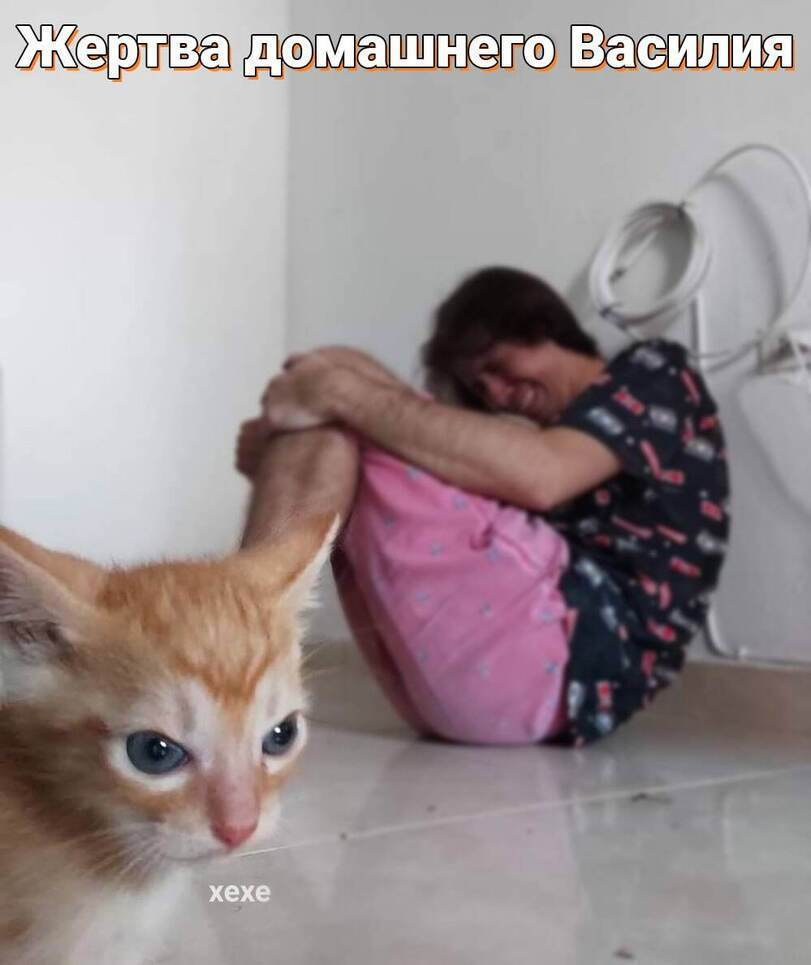 кот абьюзер наглядно