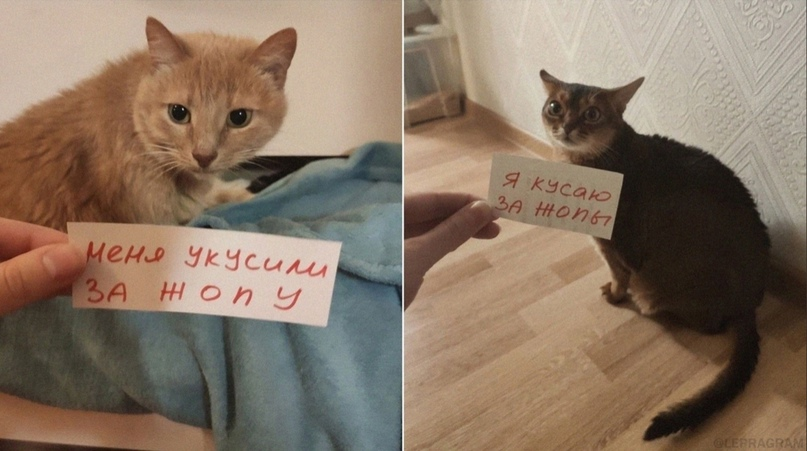 бедный жопик
