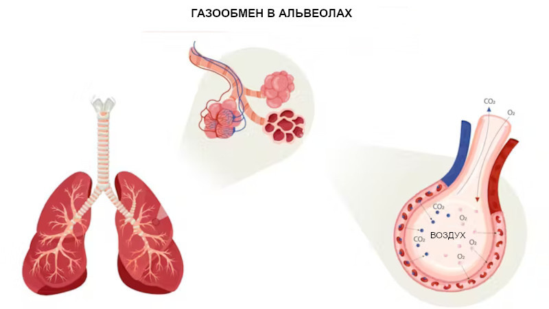    Почему мы не способны дышать под водой