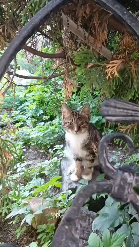Сама я котят пока не видела. Видимо, вот один из них 