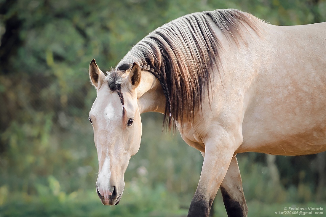 Вороно жемчужная масть. 