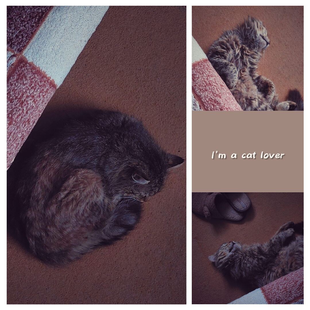 Мой кот Василиск и его любимые занятия