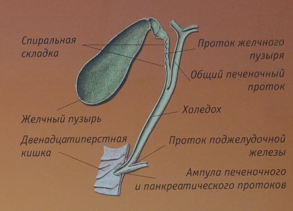 Расположение желчного пузыря