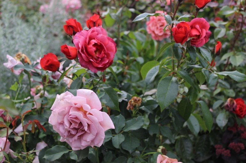 Коко-Локо и Хот Шоколад