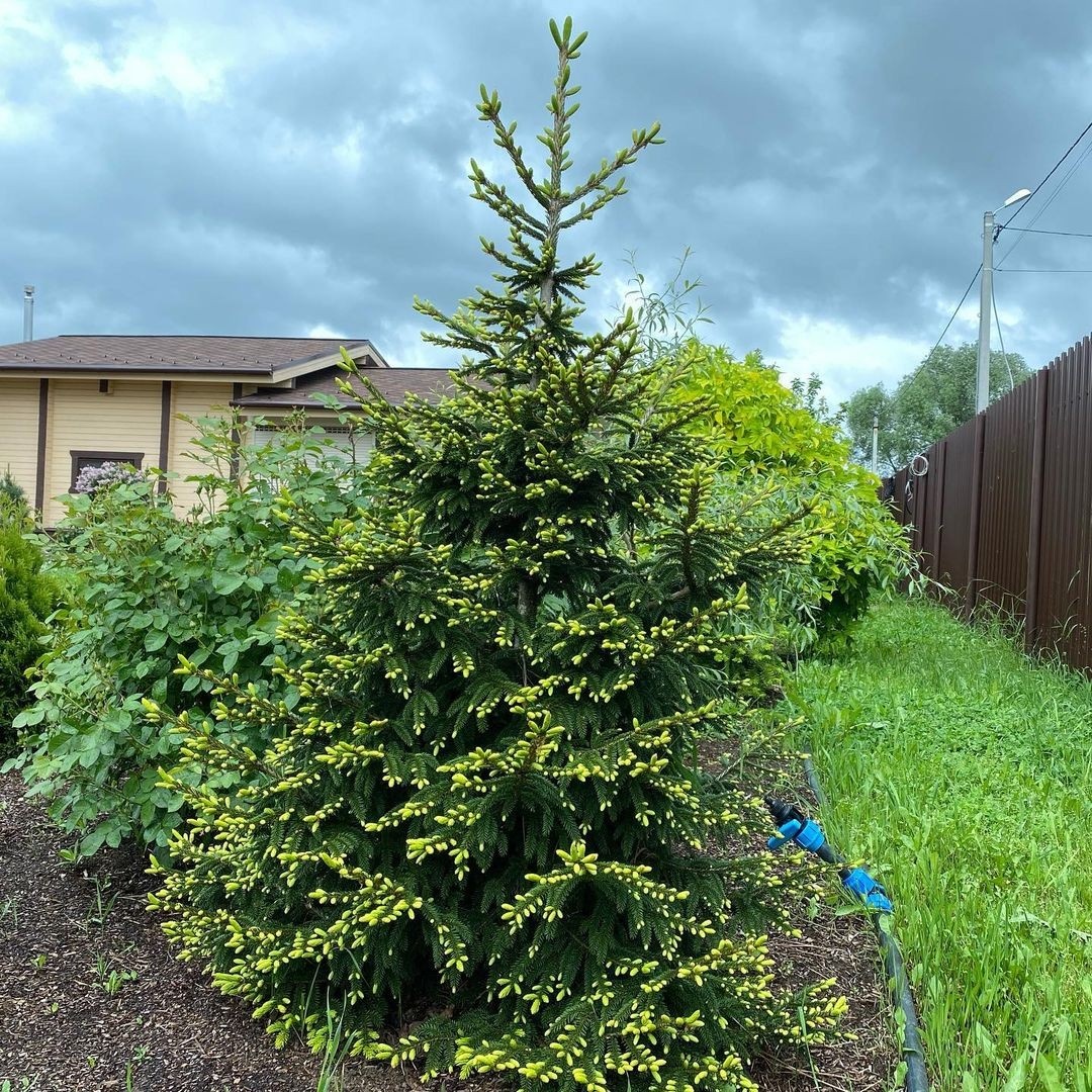    Соцсети блогера helen_fairy_garden