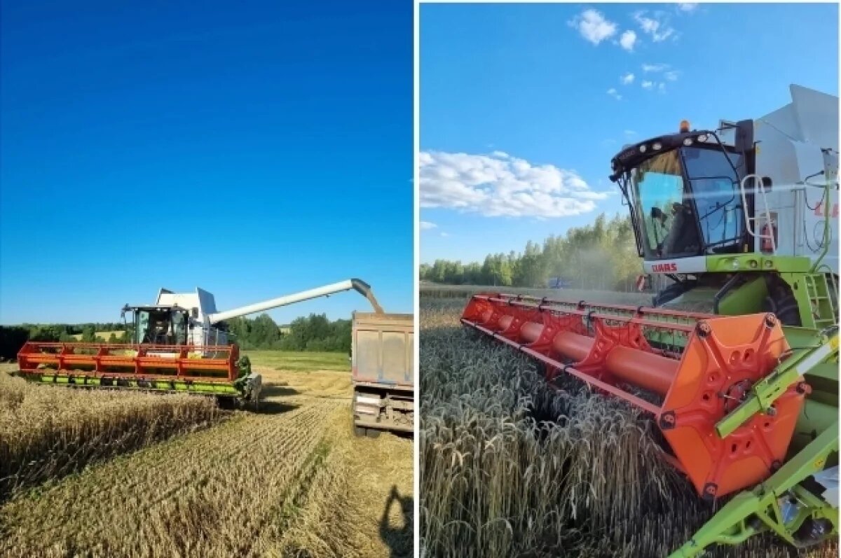    В Тверской области начали убирать урожай