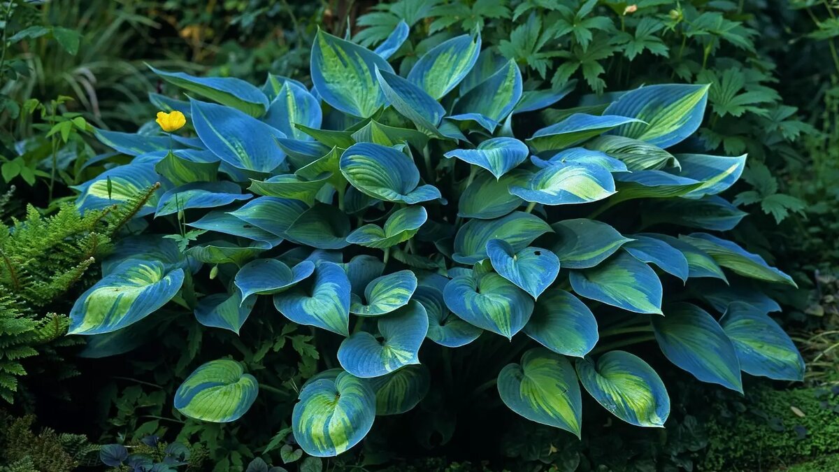     Источник: pro-dachnikov.com