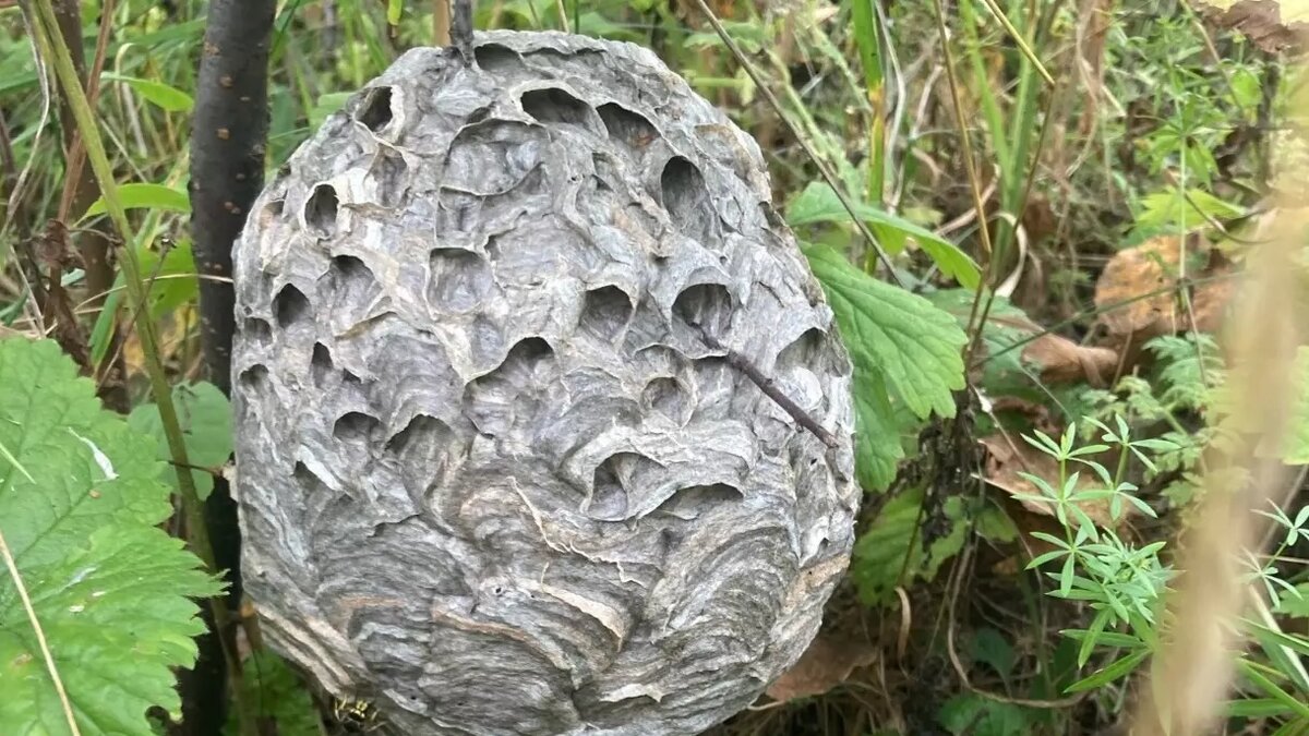     Источник: vk.com/griby_novosibirsk