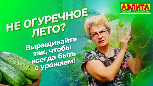 Не огуречное лето? Выращивайте эти гибриды, чтобы быть с урожаем! Обзор огурцов 2024