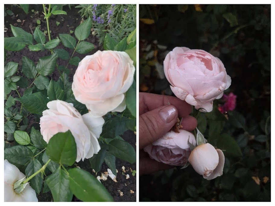 фотоколлаж Лилии